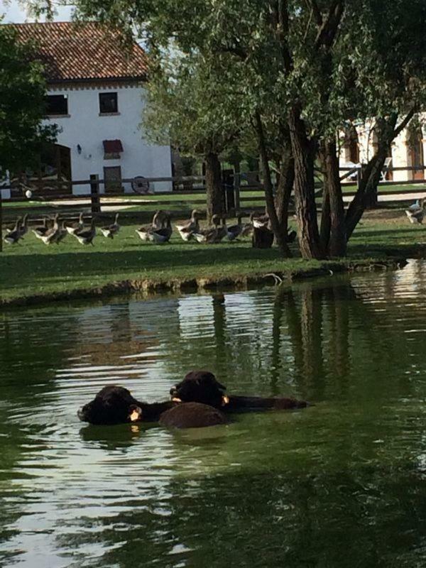 扎拉里奥 Il Selgaro Agriturismo酒店 外观 照片
